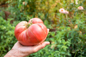 UGO Tomato