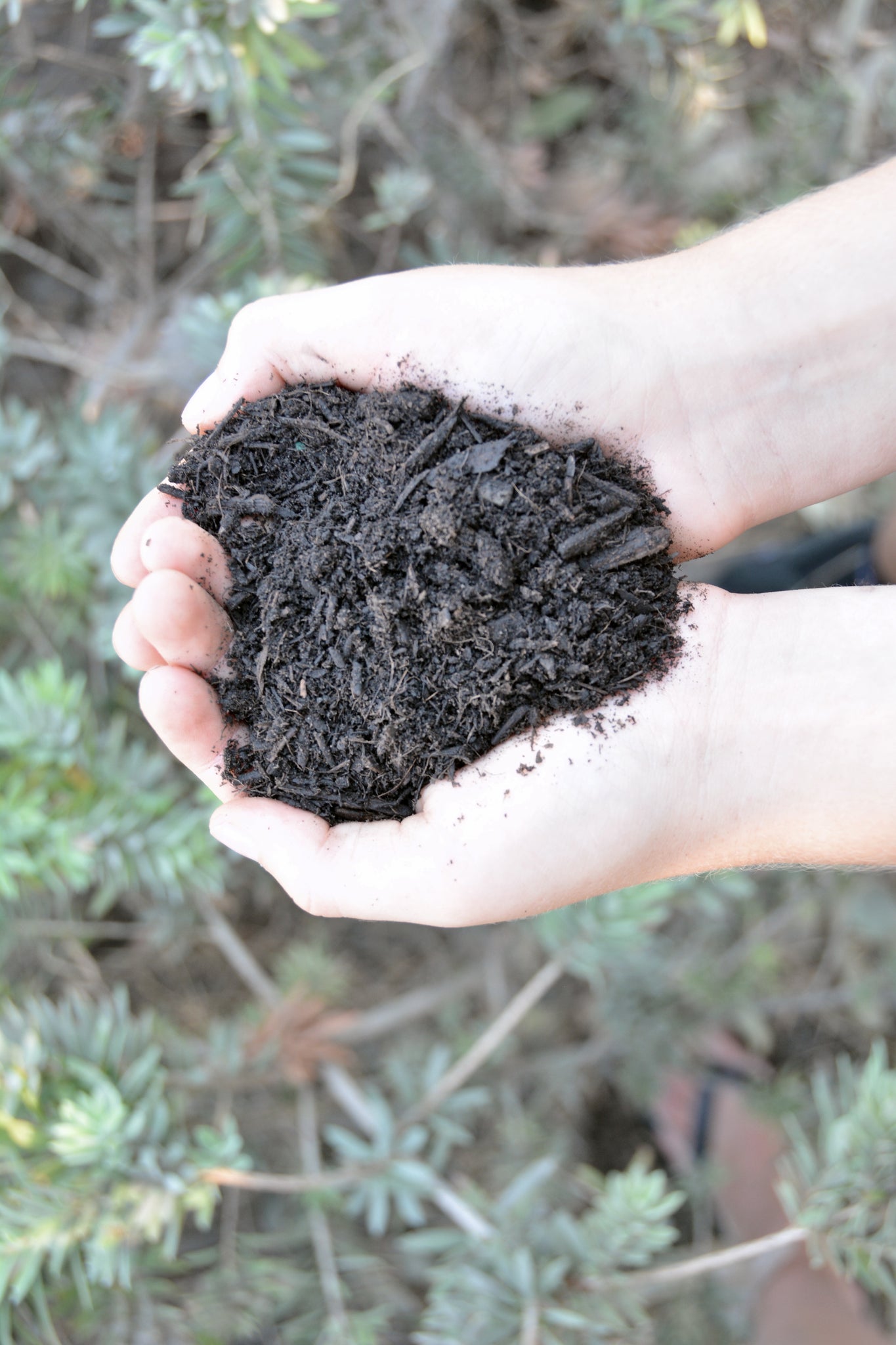 Organic Soil vs. Compost